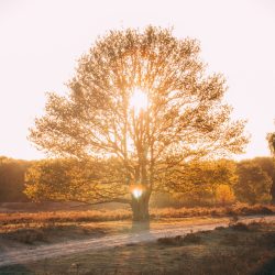 Baum im Sonnenuntergang in herbstlichen Farben zur Goldenen Stunde