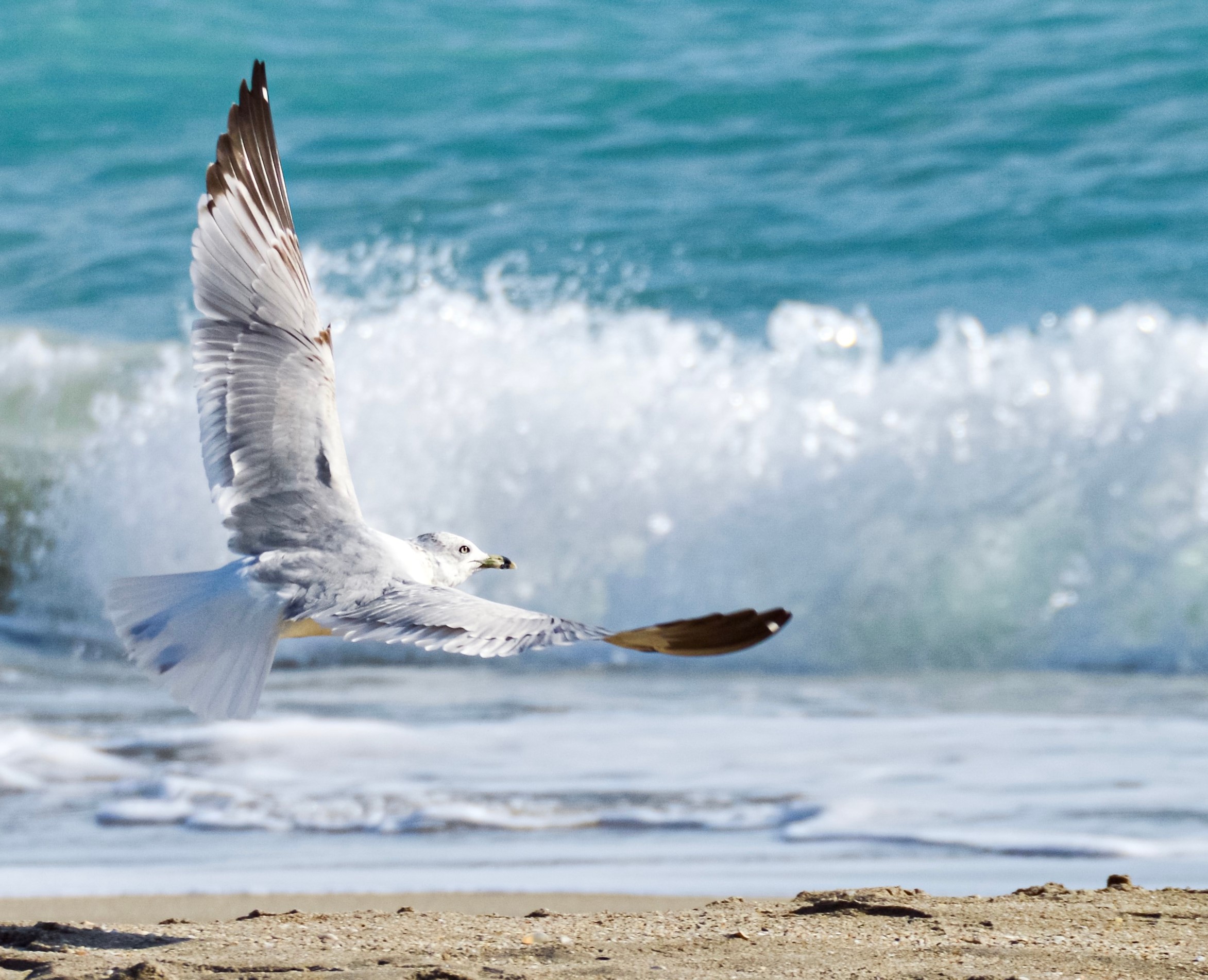 Möwe über dem Meer als Symbol für Orientierung und Weite